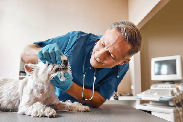 Best Dentist for Tooth Abscess  in Winchester, MO